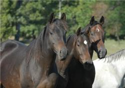 A group of brown mares